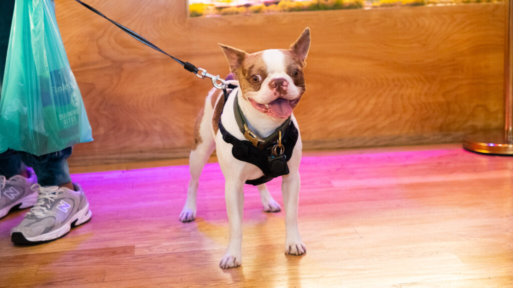 Dog at Cannavita queens